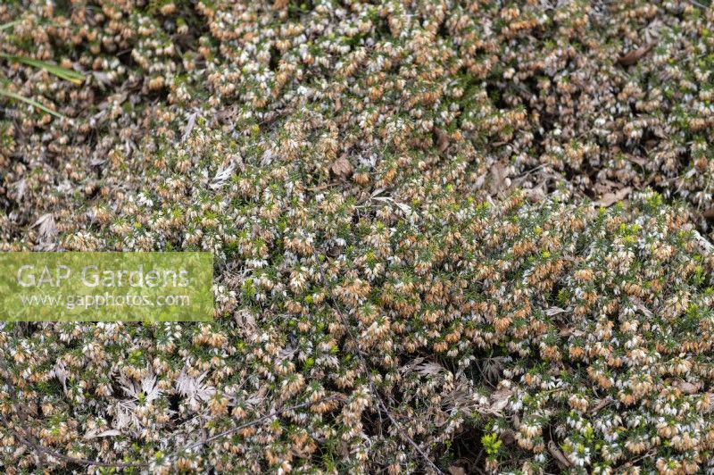 Erica carnea f.alba 'Winter Snow'