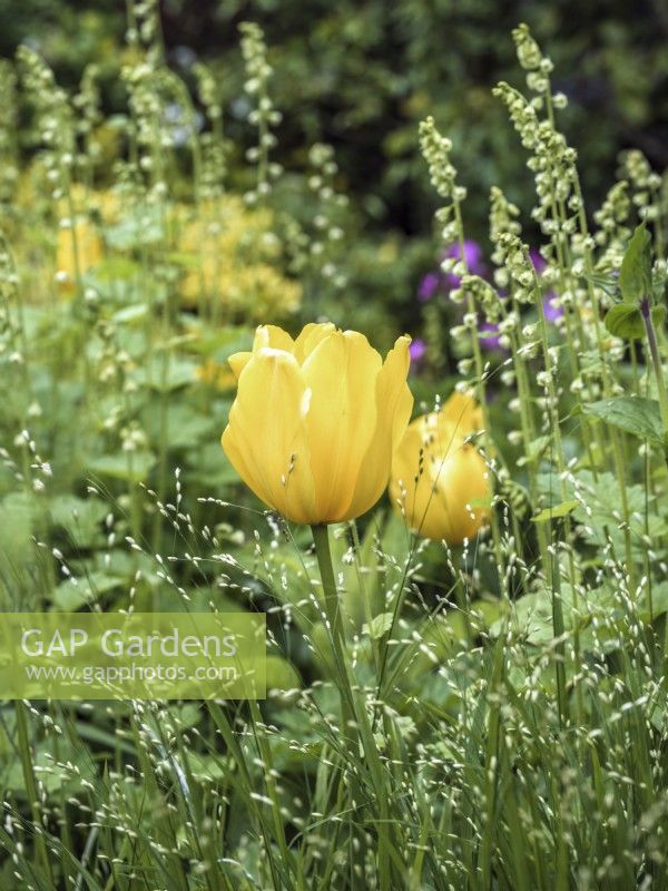 Tulipa 'Sunny Prince' among grass and Tellima grandiflora