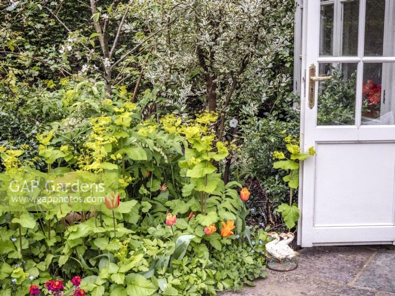 Doorway of a summerhouse next to a mixed border featuring Smyrnium perfoliatum, Erysimum, Rubus deliciosus, Euonymus fortunei, Polygontatum and Tulipa 'Brown Sugar'