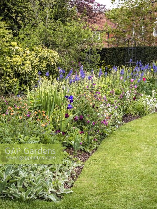 Curved spring border including Geum 'Totally Tangerine', bearded irises, Tulipa 'China Pink' and 'Continental', Camassia leichtlinii, Lunaria annua, Silene dioica and Tellima grandiflora
