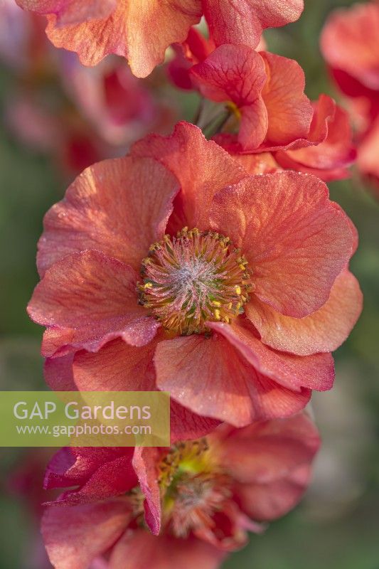 Geum 'Scarlet Tempest' flowering in Spring - May