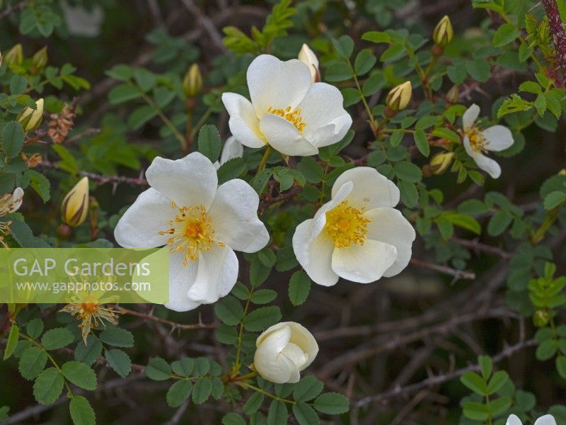  Rosa spinosissima 'Dunwich' May Spring