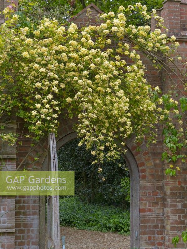 Rosa banksiae 'Lutea' flowering over entrance gate in May