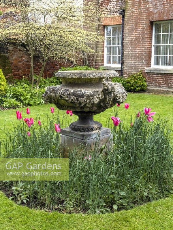 Large decorative stone urn on a plinth surrounded by Tulipa 'Queen Rania' in front of brick wall and house