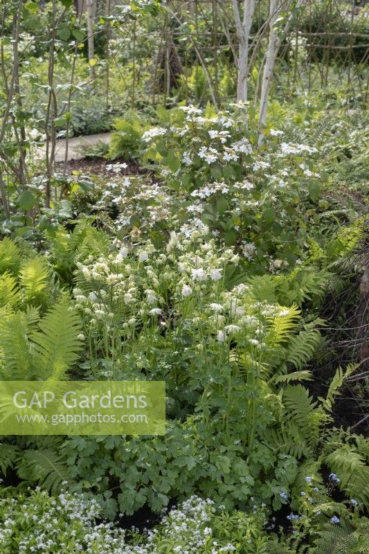 View along bed with green and white colour theme of ferns and Aquilegia. The Grand Appeal garden at RHS Malvern Spring Festival 2024. Designed by Ammil Garden Design
