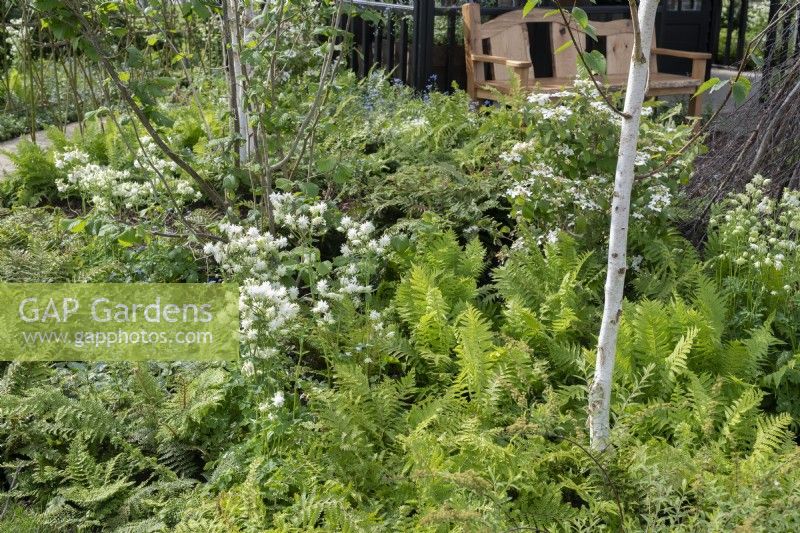 View over bed with green and white colour theme including white-stemmed birch and ferns. The Grand Appeal garden at RHS Malvern Spring Festival 2024. Designed by Ammil Garden Design