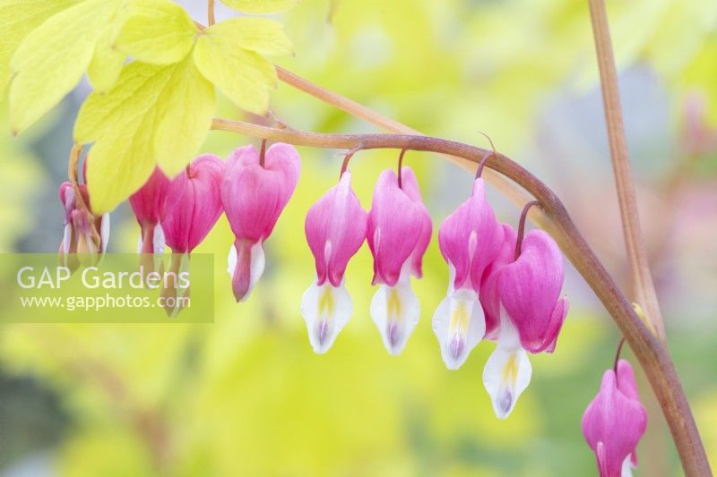 Lamprocapnos spectabilis 'Gold Heart' - Dicentra - with yellow foliage