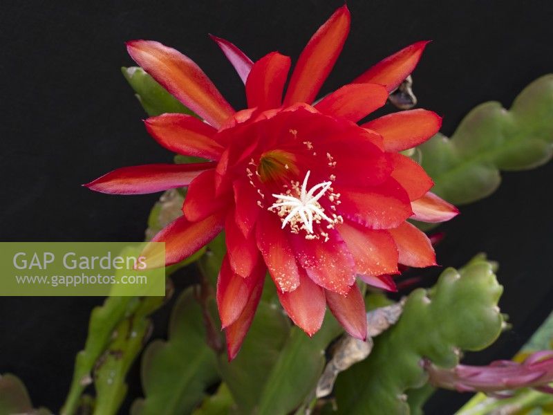 Epiphyllum cactus flower in green house May 