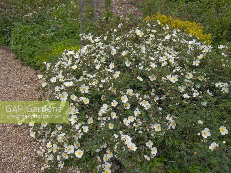 Rosa spinosissima 'Dunwich'   May Norfolk