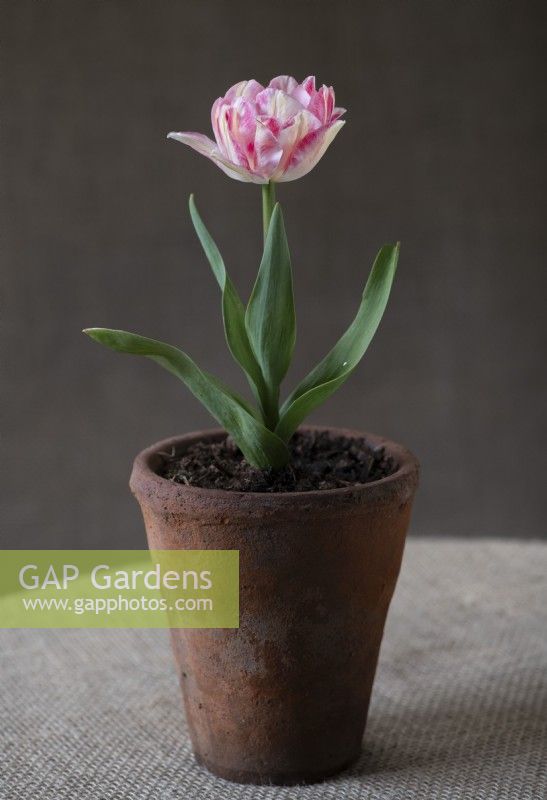 Tulipa 'Angelique' still life with terracotta pot