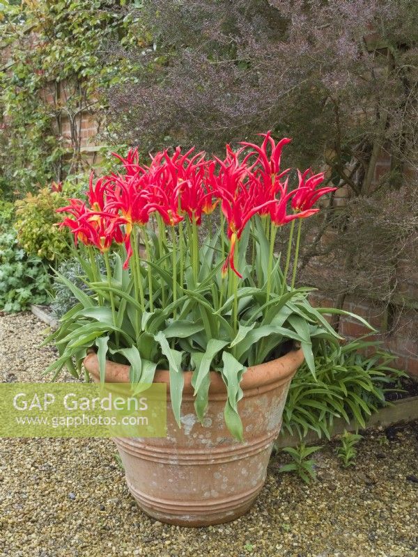 Tulipa - 'Go Go Red' - lily-flowered type in terracotta container