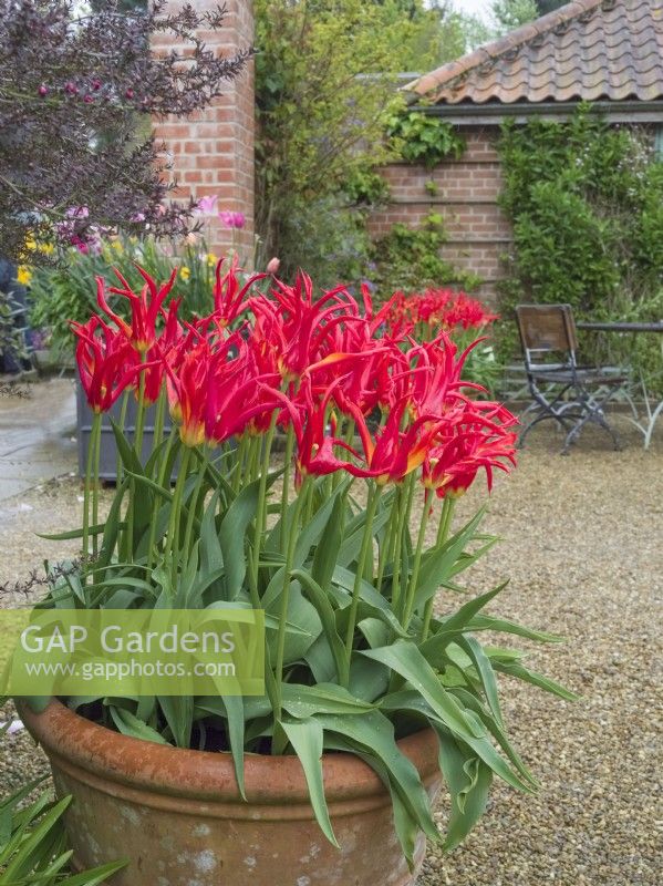 Tulipa - 'Go Go Red' - lily-flowered type in terracotta container