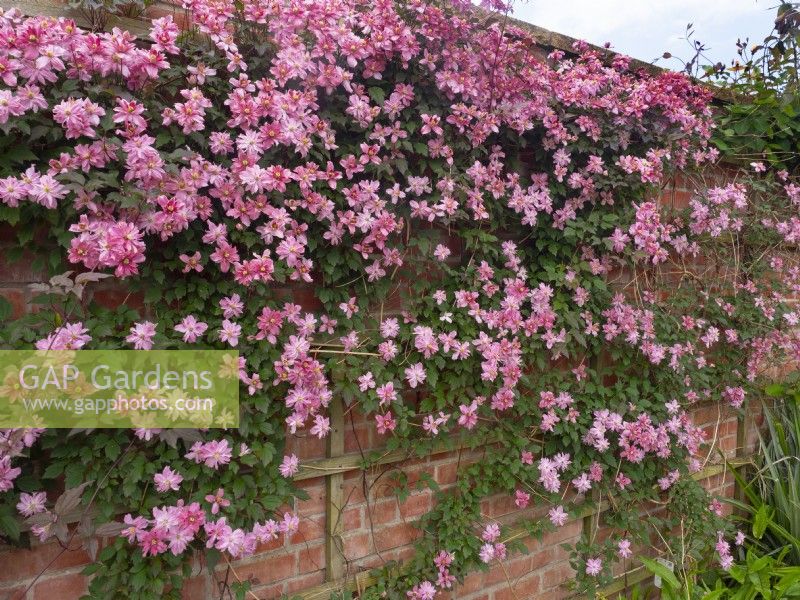 Clematis montana 'Broughton Star' trained on wooden frames on a brick wall  May Spring