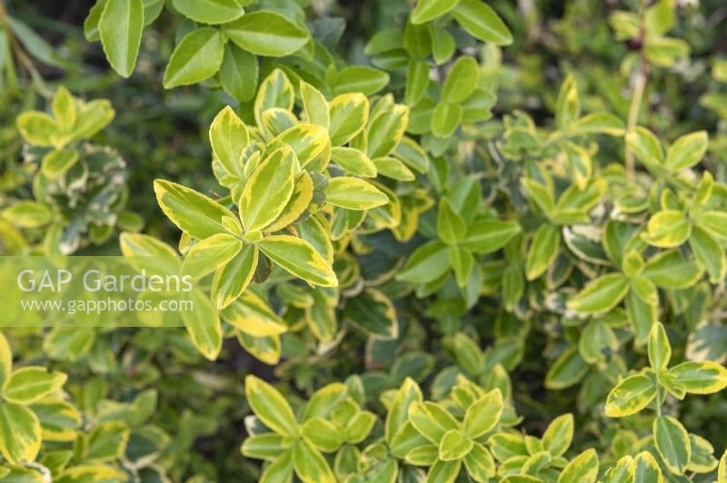 Euonymus fortunei 'Blondy' spindle