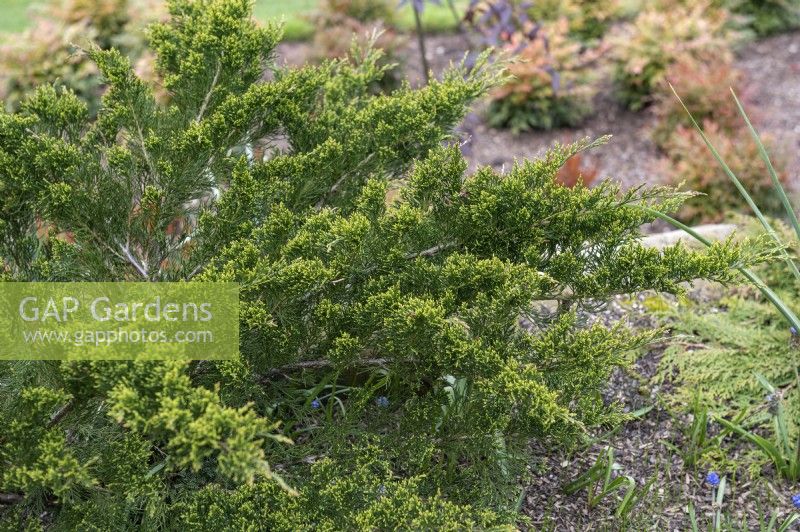 Juniperus x pfitzeriana 'Mint julep' juniper