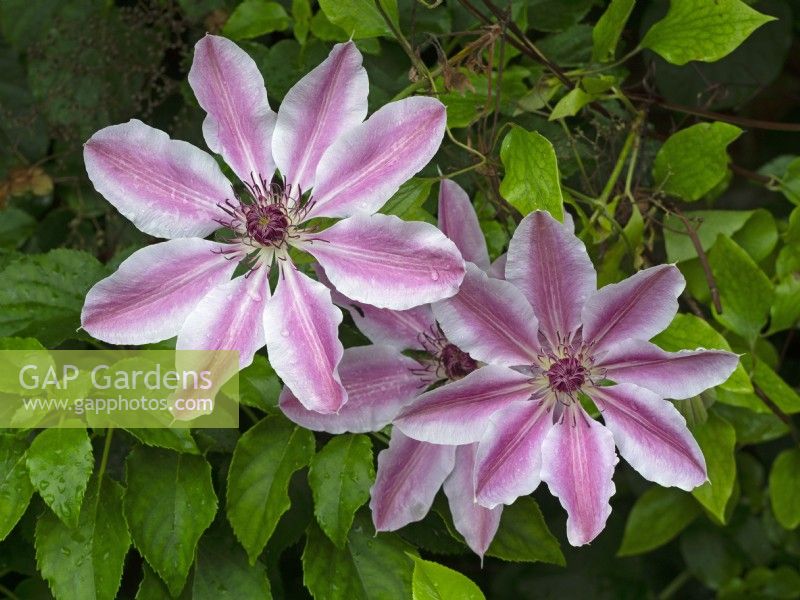 Clematis 'Nelly Moser'  Mid May Spring
