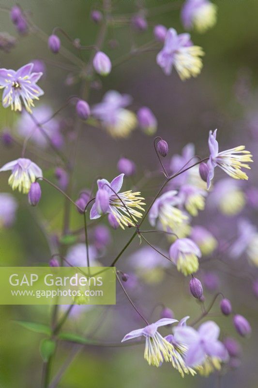 Thalictrum delavayi - Chinese meadow rue