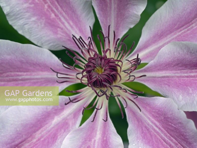 Clematis 'Nelly Moser'  Mid May Spring