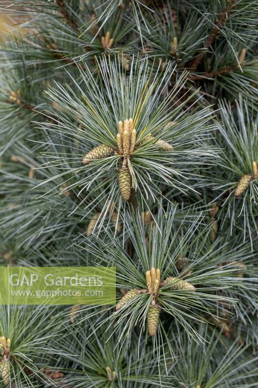 Pinus strobus 'Macopin' Weymouth pine