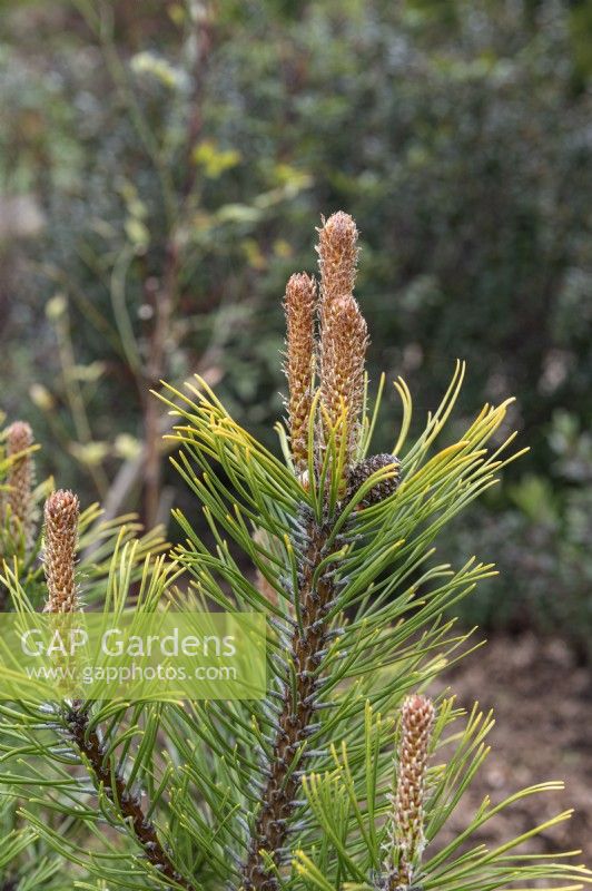 Pinus mugo 'Winter gold' Dwarf mountain pine