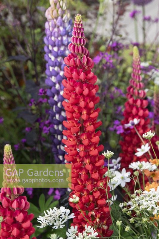 Lupinus - Lupin 'Beefeater' on a display