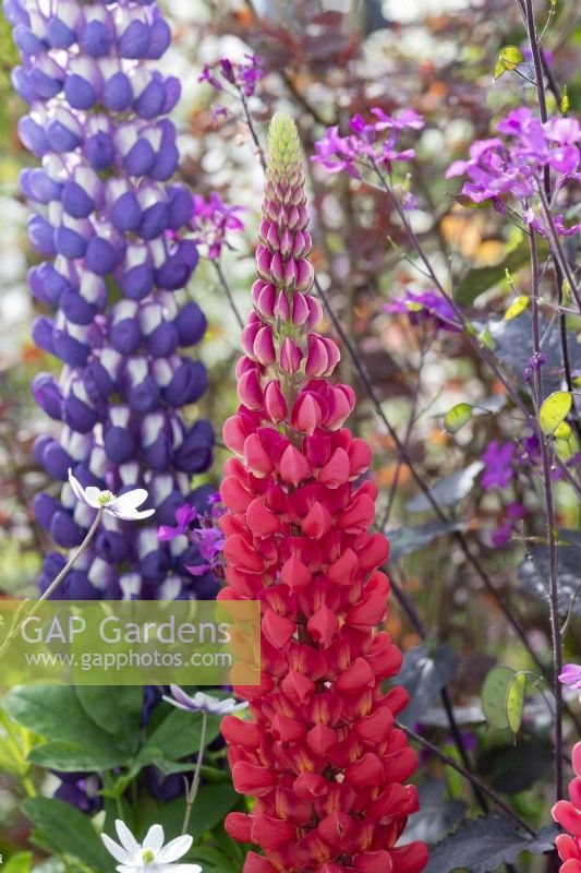 Lupinus - Lupin 'Beefeater' on a display 