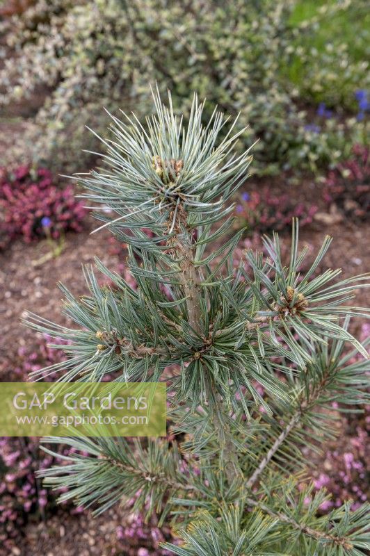 Pinus flexilis 'Cesarini Blue' Limber pine