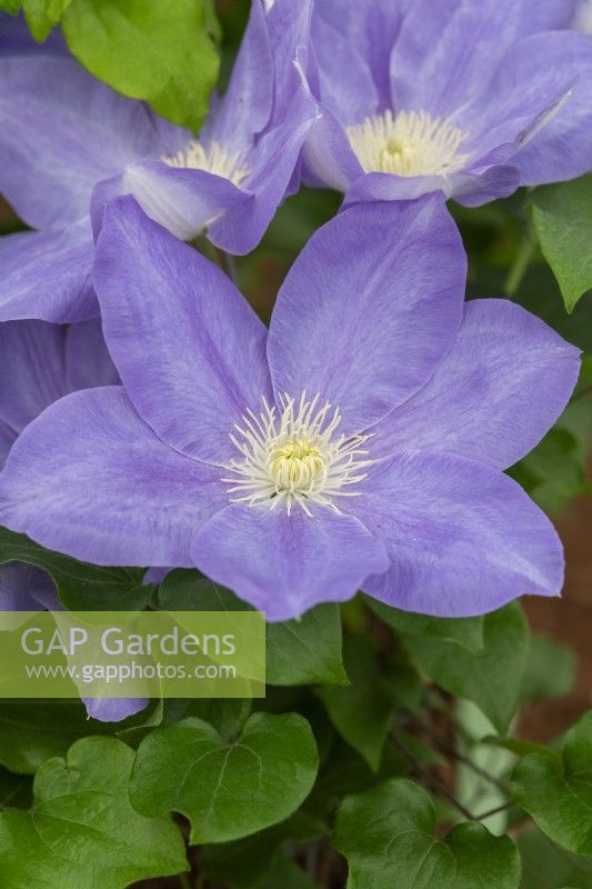 Clematis 'Diana's Delight' - Early large flowered clematis