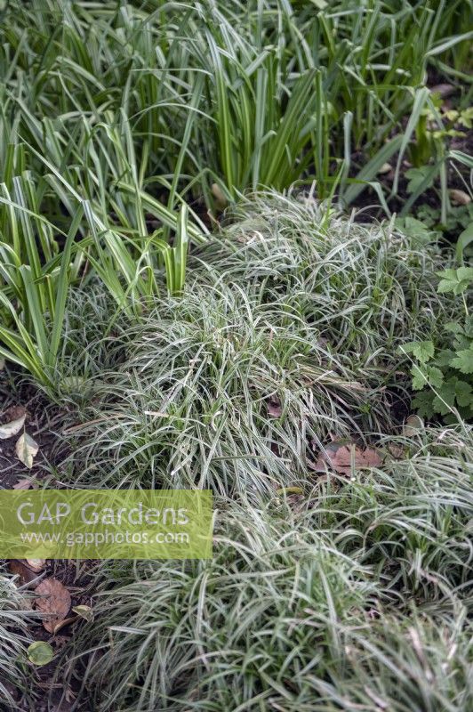 Carex 'Silver Sceptre' sedge