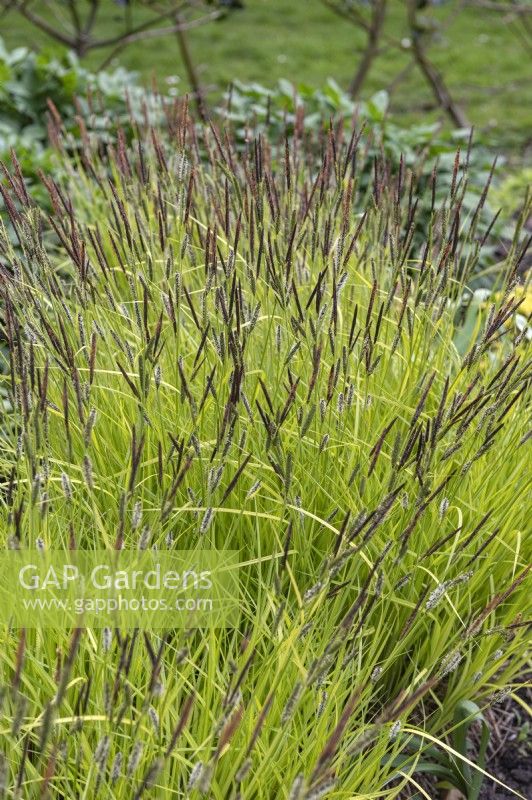 Carex elata 'Aurea' Bowles's golden sedge