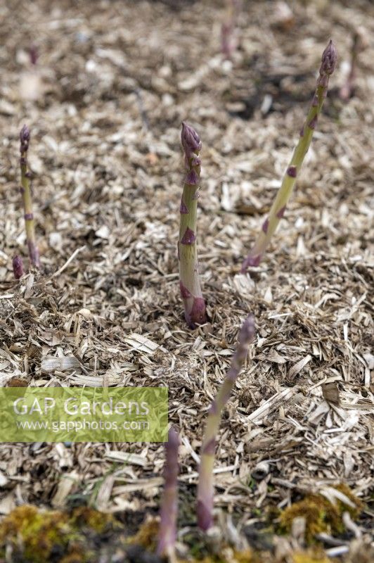 Asparagus officinalis 'Mondeo' shoots growing in fine wood chippings. 