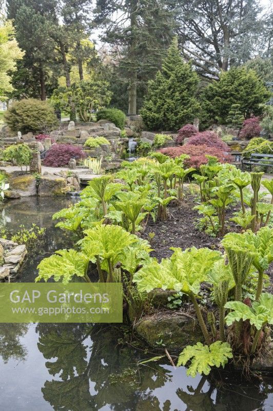 Water feature and rockery at Sheffield Botanical gardens. Gunnera and acer.