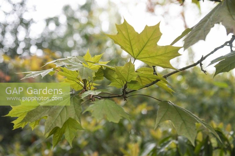 Acer platanoides 'Schwedleri' Copper Norway maple