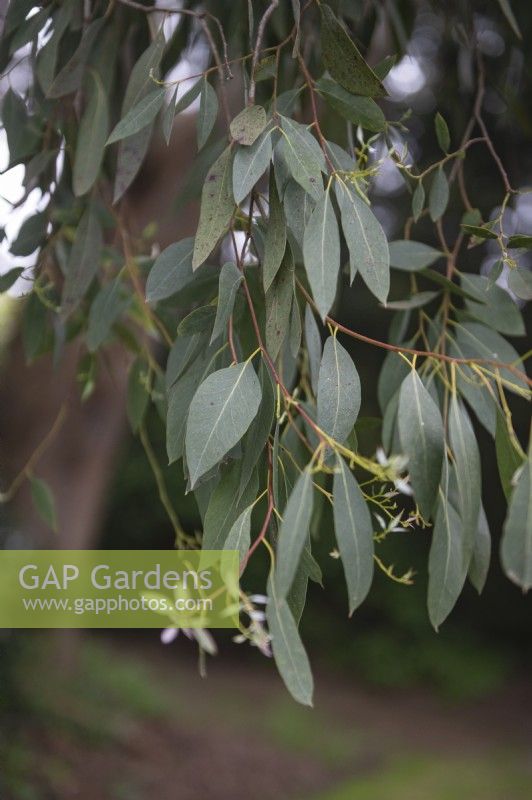 Eucalyptus gunnii cider gum

