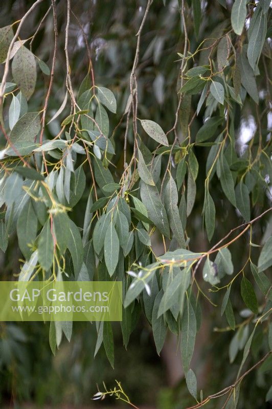 Eucalyptus gunnii cider gum

