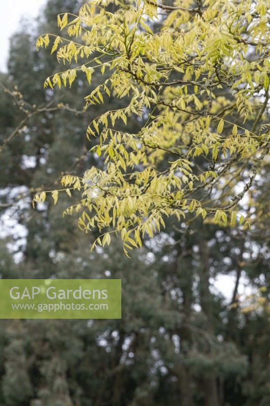 Koelreuteria paniculata Golden rain tree
