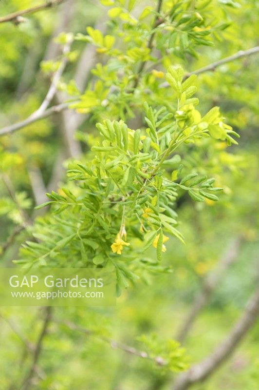 Caragana arborescens Siberian pea tree