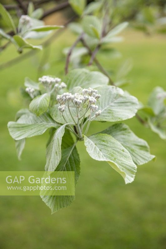 Sorbus aria 'Lutescens' common whitebeam