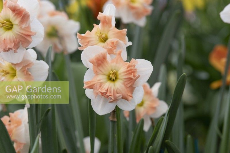 Narcissus 'Mallee' - Daffodil
