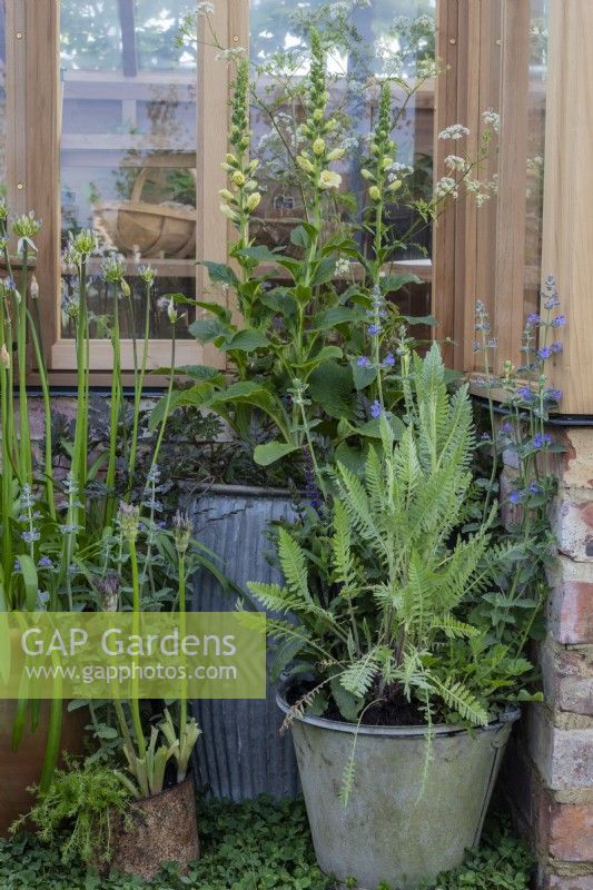 Recycled containers planted with foxgloves, alliums and nepeta - 'Eat, Drink and be Rosemary' - designer Laura Ashton-Phillips - RHS Malvern Spring Festival 2024