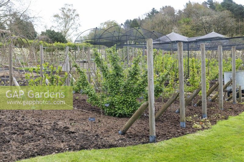 Harrogate Yorkshire UK
RHS Harlow Carr Gardens. 
Kitchen Gardens. Supports for vines and trained fruit bushes. 