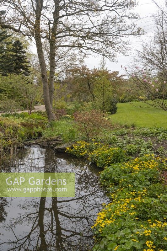 Harrogate Yorkshire UK
RHS Harlow Carr Gardens. 
Streamside walk. 