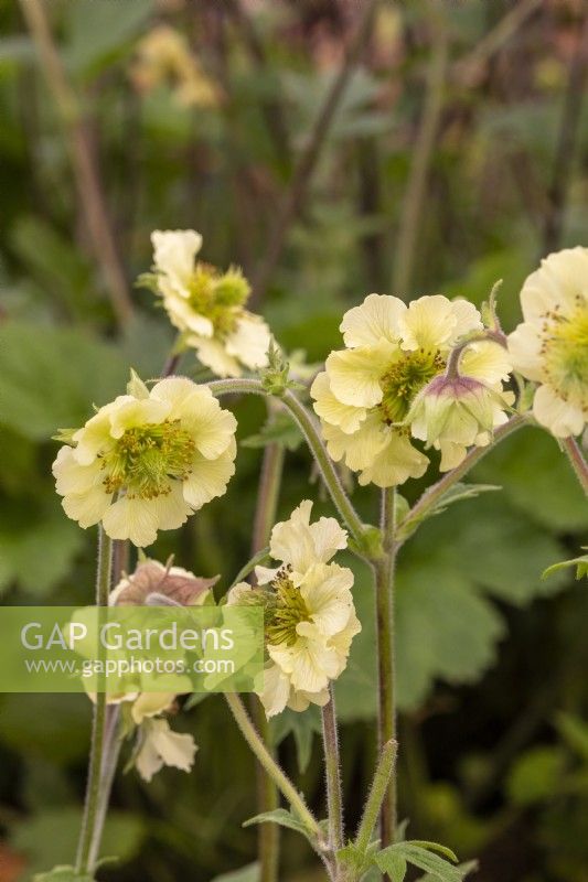 Geum 'Cor Limey' new introduction by East of Eden Nursery 
