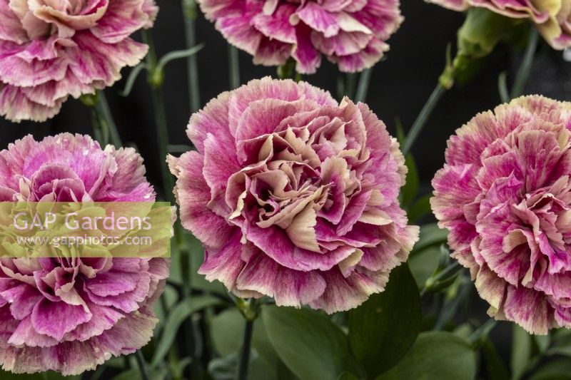 Carnation 'Wine Cover' - G  and  K Carnations - May