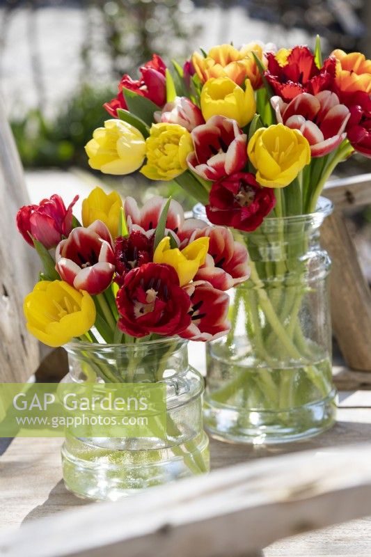 Mixed tulips in vase
