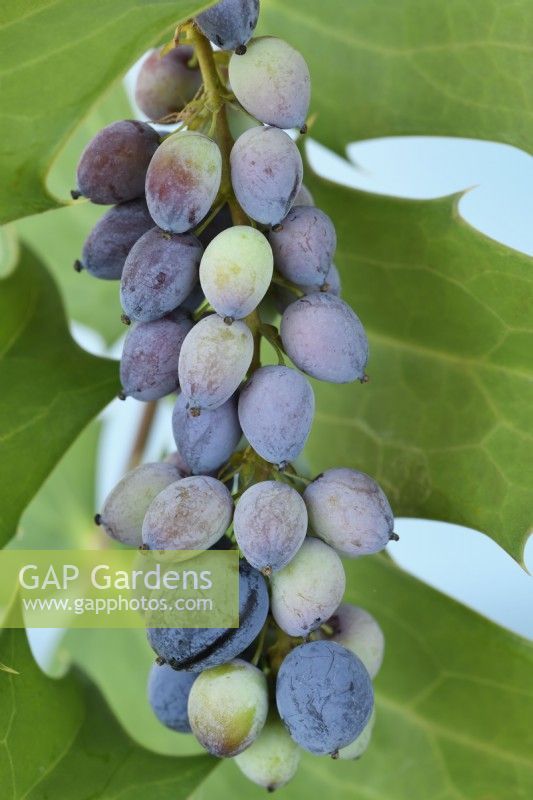 Mahonia x media  'Charity'  Oregon grape ripe and unripe berries  May