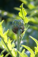 Cynara scolymus - Globe artichoke