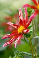 Dahlia 'Marie Schnugg' Closeup of flower
