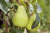 Pyrus 'Packham's Triumph' Closeup of pears on tree in autumn