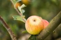 Malus 'Cox's Orange pippin' Closeup of apple on tree in autumn